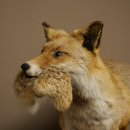 Renard roux avec une proie dans la gueule - Taxidermie - Trophée animalier - Hauteur : 57 cm