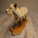 Renard roux avec une proie dans la gueule - Taxidermie - Trophée animalier - Hauteur : 57 cm