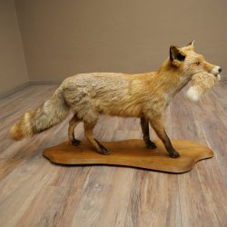 Renard roux avec une proie dans la gueule - Taxidermie - Trophée animalier - Hauteur : 57 cm