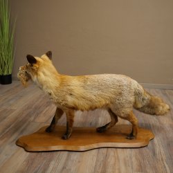 Renard roux avec une proie dans la gueule - Taxidermie - Trophée animalier - Hauteur : 57 cm