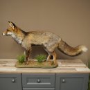 Renard, renard roux, renard noir, en position debout,...
