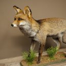 Renard, renard roux, renard noir, en position debout, largeur 95 cm, spécimen empaillé, trophée animalier
