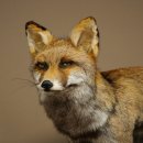 Renard, renard roux, renard noir, en position debout, largeur 95 cm, spécimen empaillé, trophée animalier