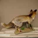 Renard, renard roux, renard noir, en position debout, largeur 95 cm, spécimen empaillé, trophée animalier