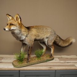 Renard, renard roux, renard noir, en position debout, largeur 95 cm, spécimen empaillé, trophée animalier