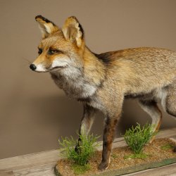 Renard, renard roux, renard noir, en position debout, largeur 95 cm, spécimen empaillé, trophée animalier