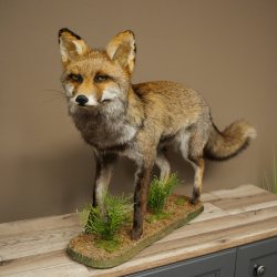 Renard, renard roux, renard noir, en position debout, largeur 95 cm, spécimen empaillé, trophée animalier