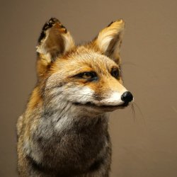 Renard, renard roux, renard noir, en position debout, largeur 95 cm, spécimen empaillé, trophée animalier