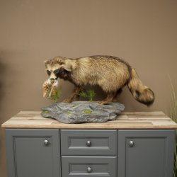 Preparato completo di cane martora in posizione eretta, larghezza 88 cm, su piedistallo decorativo effetto pietra
