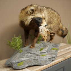 Preparato completo di cane martora in posizione eretta, larghezza 88 cm, su piedistallo decorativo effetto pietra