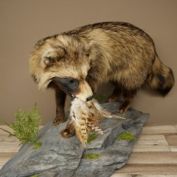 Preparato completo di cane martora in posizione eretta, larghezza 88 cm, su piedistallo decorativo effetto pietra