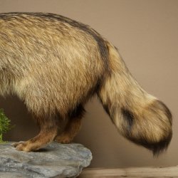 Preparato completo di cane martora in posizione eretta, larghezza 88 cm, su piedistallo decorativo effetto pietra