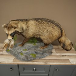 Preparato completo di cane martora in posizione eretta, larghezza 88 cm, su piedistallo decorativo effetto pietra