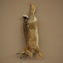 Lièvre, lapin, nature morte, spécimen...
