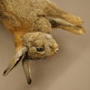 Lièvre, lapin, nature morte, spécimen...