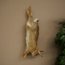 Haas, konijn, stilleven, opgezette dieren, opgezette dieren