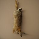 Haas, konijn, stilleven, opgezette dieren, opgezette dieren