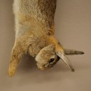 Haas, konijn, stilleven, opgezette dieren, opgezette dieren