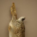 Haas, konijn, stilleven, opgezette dieren, opgezette dieren