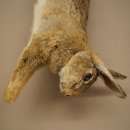 Haas, konijn, stilleven, opgezette dieren, opgezette dieren