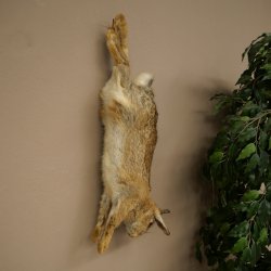 Haas, konijn, stilleven, opgezette dieren, opgezette dieren