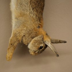 Haas, konijn, stilleven, opgezette dieren, opgezette dieren