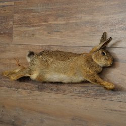 Haas, konijn, stilleven, opgezette dieren, opgezette dieren