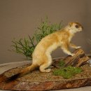Belette Hermelin, 2 pièces, avec fourrure dété/dhiver, spécimen empaillé, spécimen animal empaillé