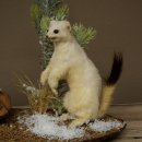 Belette Hermelin, 2 pièces, avec fourrure dété/dhiver, spécimen empaillé, spécimen animal empaillé