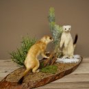 Belette Hermelin, 2 pièces, avec fourrure dété/dhiver, spécimen empaillé, spécimen animal empaillé