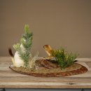 Belette Hermelin, 2 pièces, avec fourrure dété/dhiver, spécimen empaillé, spécimen animal empaillé