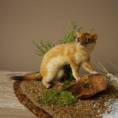 Belette Hermelin, 2 pièces, avec fourrure dété/dhiver, spécimen empaillé, spécimen animal empaillé