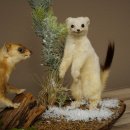 Belette Hermelin, 2 pièces, avec fourrure dété/dhiver, spécimen empaillé, spécimen animal empaillé