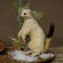 Belette Hermelin, 2 pièces, avec fourrure dété/dhiver, spécimen empaillé, spécimen animal empaillé