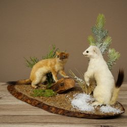 Belette Hermelin, 2 pièces, avec fourrure dété/dhiver, spécimen empaillé, spécimen animal empaillé