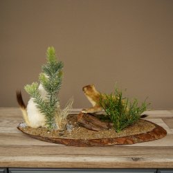 Belette Hermelin, 2 pièces, avec fourrure dété/dhiver, spécimen empaillé, spécimen animal empaillé