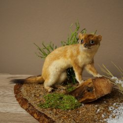 Belette Hermelin, 2 pièces, avec fourrure dété/dhiver, spécimen empaillé, spécimen animal empaillé