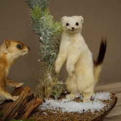 Belette Hermelin, 2 pièces, avec fourrure dété/dhiver, spécimen empaillé, spécimen animal empaillé