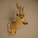 Wig Stand, Roebuck Head, Taxidermy Head, Shoulder Mount,...