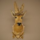 Wig Stand, Roebuck Head, Taxidermy Head, Shoulder Mount, Antlers, Roebuck, H 61 cm on a Trophy Shield