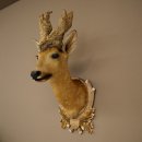 Wig Stand, Roebuck Head, Taxidermy Head, Shoulder Mount, Antlers, Roebuck, H 61 cm on a Trophy Shield
