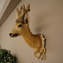 Wig Stand, Roebuck Head, Taxidermy Head, Shoulder Mount, Antlers, Roebuck, H 61 cm on a Trophy Shield