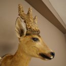 Wig Stand, Roebuck Head, Taxidermy Head, Shoulder Mount, Antlers, Roebuck, H 61 cm on a Trophy Shield