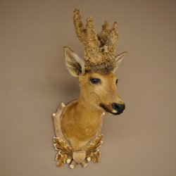 Wig Stand, Roebuck Head, Taxidermy Head, Shoulder Mount, Antlers, Roebuck, H 61 cm on a Trophy Shield