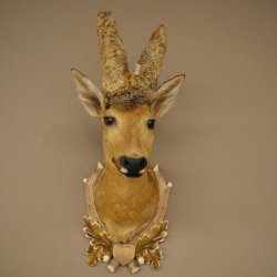 Wig Stand, Roebuck Head, Taxidermy Head, Shoulder Mount, Antlers, Roebuck, H 61 cm on a Trophy Shield