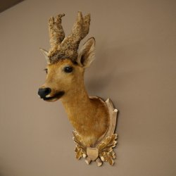 Wig Stand, Roebuck Head, Taxidermy Head, Shoulder Mount, Antlers, Roebuck, H 61 cm on a Trophy Shield