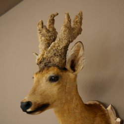 Wig Stand, Roebuck Head, Taxidermy Head, Shoulder Mount, Antlers, Roebuck, H 61 cm on a Trophy Shield