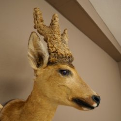 Wig Stand, Roebuck Head, Taxidermy Head, Shoulder Mount, Antlers, Roebuck, H 61 cm on a Trophy Shield