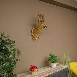 Wig Stand, Roebuck Head, Taxidermy Head, Shoulder Mount, Antlers, Roebuck, H 61 cm on a Trophy Shield