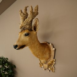 Wig Stand, Roebuck Head, Taxidermy Head, Shoulder Mount, Antlers, Roebuck, H 61 cm on a Trophy Shield